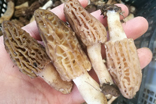 新鮮野生羊肚菌價(jià)格