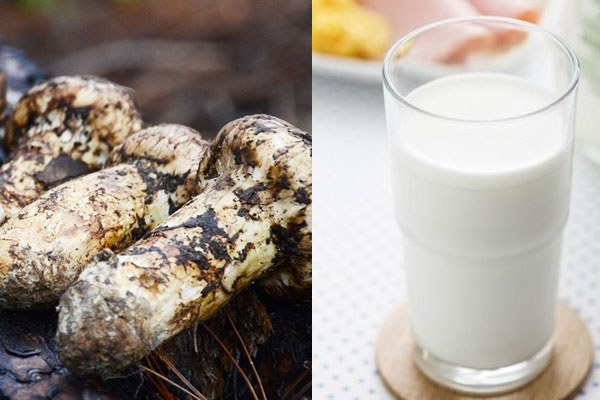 吃完松茸可以喝牛奶嗎，松茸可以和木耳一起燉嗎