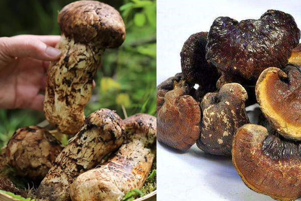 松茸和靈芝可以一起煲湯嗎，松茸和靈芝哪個抗癌效果好
