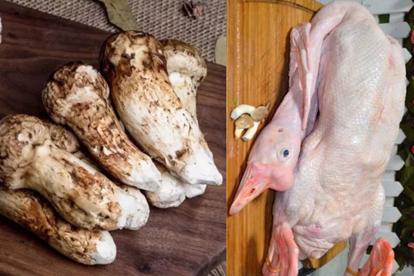 松茸可以和鵝一起煲湯嗎，松茸燉鵝的功效與作用