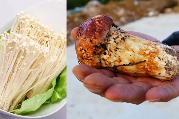 松茸和蘑菇的區(qū)別，松茸可以燉鴨肉嗎