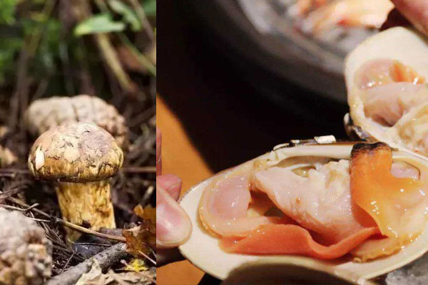 松茸能和海鮮一起吃嗎，松茸可以和香菇一起燉嗎