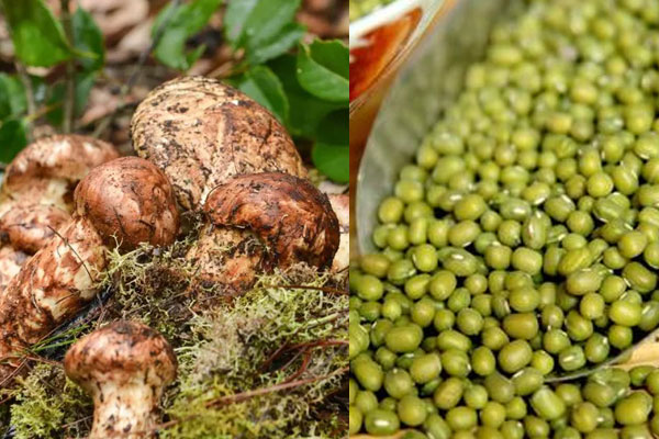 綠豆和松茸能一起吃嗎，干松茸不泡直接燉雞可以嗎