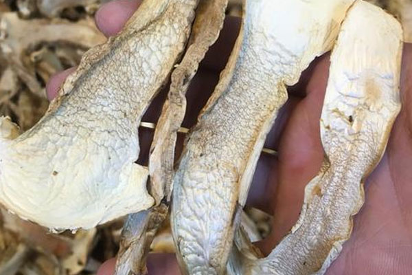 干松茸可以放多久，干松茸可以炒著吃嗎