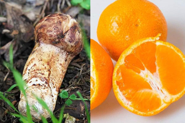 松茸好消化嗎，炒松茸用什么鍋?zhàn)詈? title=