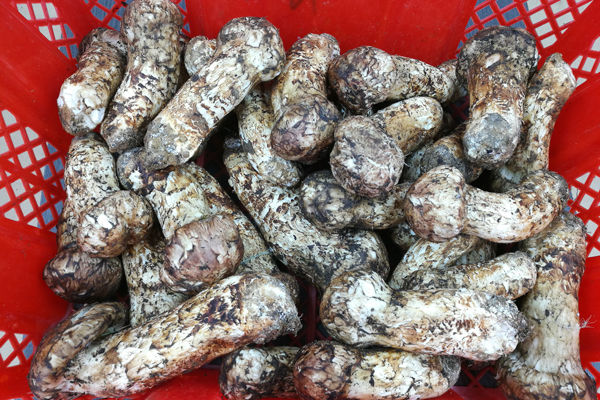深圳松茸價格