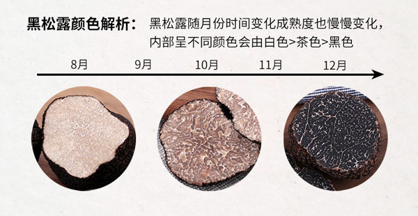 黑松露什么時候上市 黑松露什么時候上市