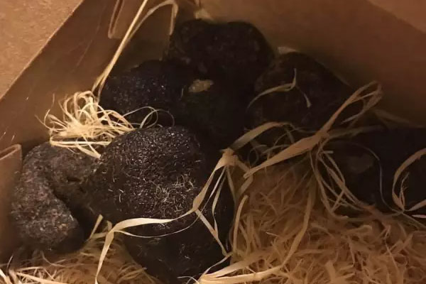感冒了能食用黑松露嗎 感冒了能食用黑松露嗎