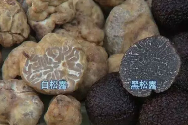世界松露產(chǎn)地分布在哪些地方，松露生長在海拔多少米