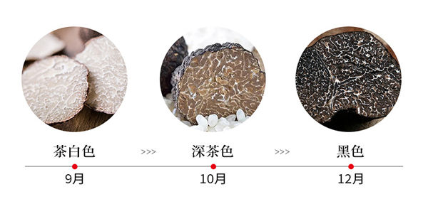 黑松露價格 黑松露價格