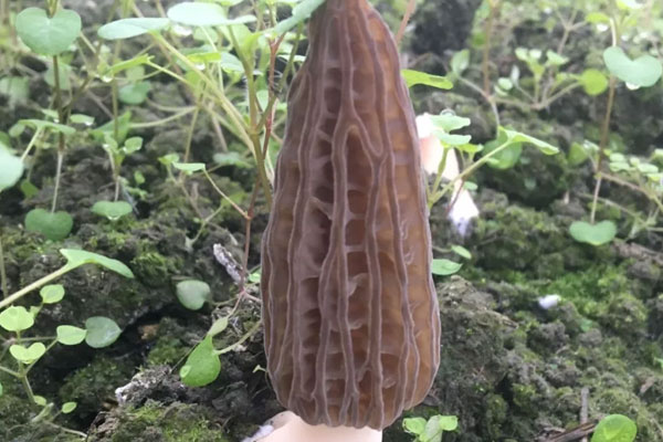 兒童吃羊肚菌多久吃一次最好