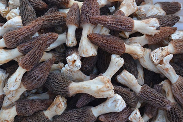 新鮮野生羊肚菌多少錢(qián)一斤