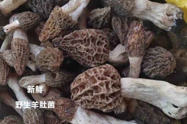 野生羊肚菌的功效作用及營養(yǎng)價(jià)值