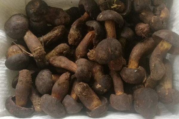 新鮮黑牛肝菌價(jià)格
