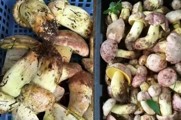 白蔥牛肝菌具有哪些功效與作用，白蔥牛肝菌的營養(yǎng)價值