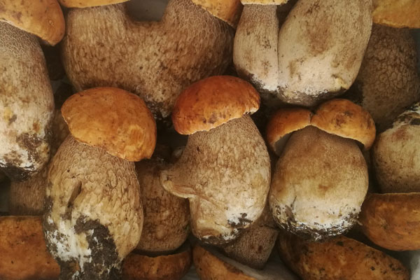 牛肝菌沒(méi)有熟會(huì)中毒嗎