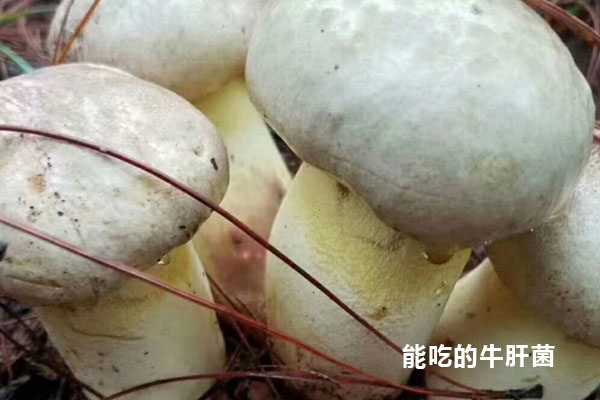新鮮牛肝菌選購(gòu)技巧