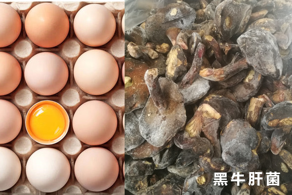 黑牛肝菌可以和雞蛋一起炒嗎