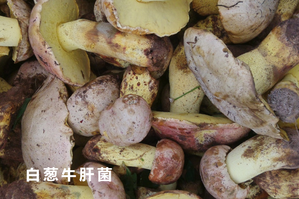 白蔥牛肝菌是什么東西來的