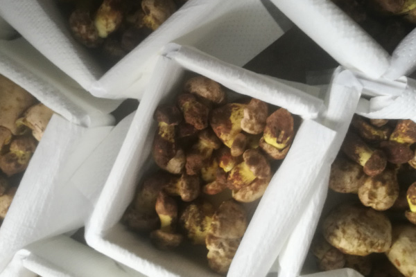 常見牛肝菌的品種特點(diǎn)