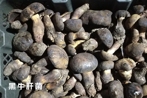 黑牛肝菌切開會(huì)變青色嗎