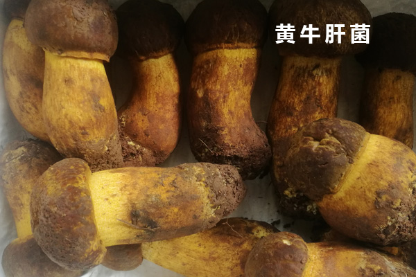 新鮮黃牛肝菌不同月份的價(jià)格