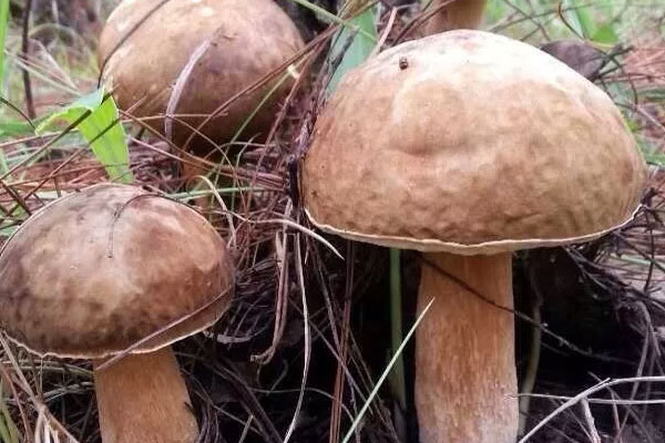 最好的牛肝菌在哪個(gè)地方