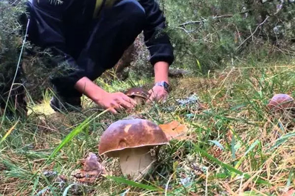 牛肝菌的其他產(chǎn)地分布