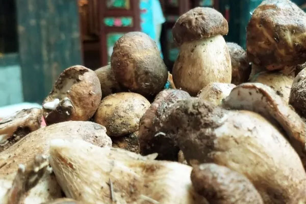 牛肝菌發(fā)苦可以吃嗎