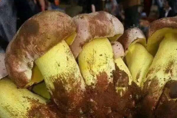 新鮮牛肝菌如何干制