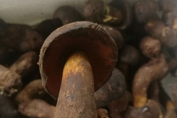 黑牛肝菌的營(yíng)養(yǎng)價(jià)值有哪些呢