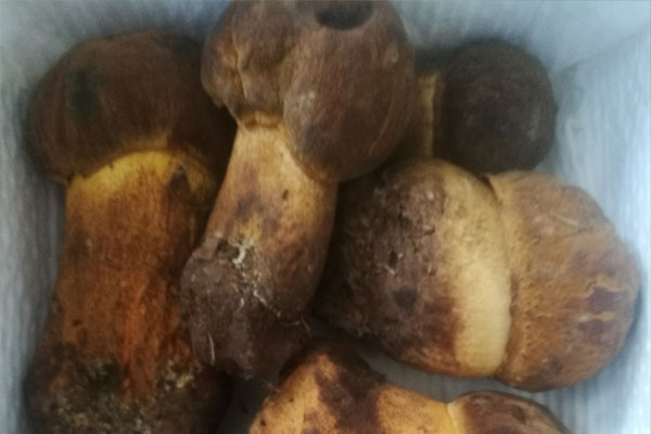 野生牛肝菌怎么看