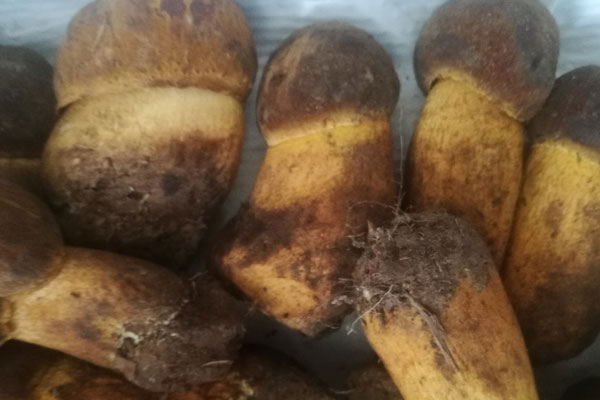 感冒咳嗽能吃牛肝菌嗎