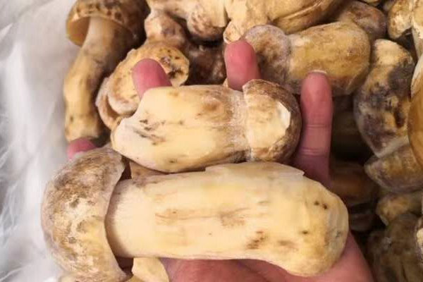 購買牛肝菌時怎樣避免買到長蟲的牛肝菌
