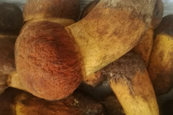 吃牛肝菌會(huì)導(dǎo)致上火嗎