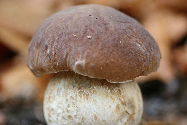 美味牛肝菌對水分和濕度的要求