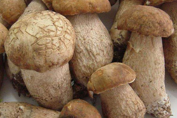 美味牛肝菌對光照的要求