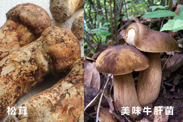 松茸好還是牛肝菌好