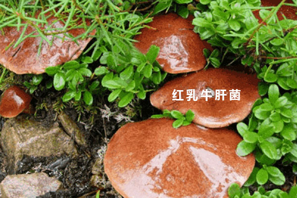 正確挑選紅乳牛肝菌的方法