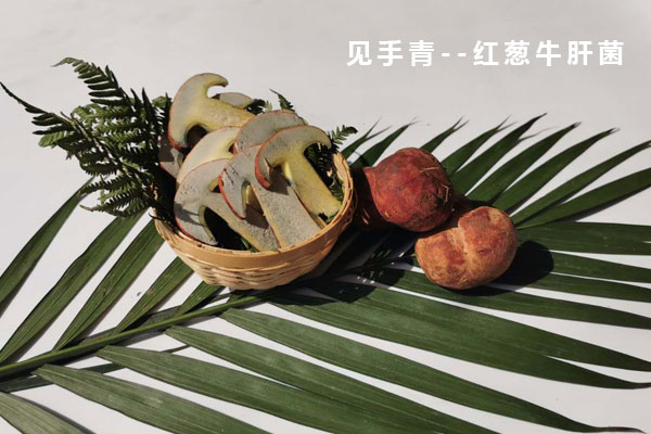 紅蔥菌和見手青的區(qū)別