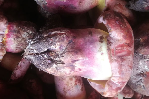 紅蔥牛肝菌也叫紅牛肝菌嗎