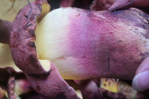 紅蔥牛肝菌有毒嗎