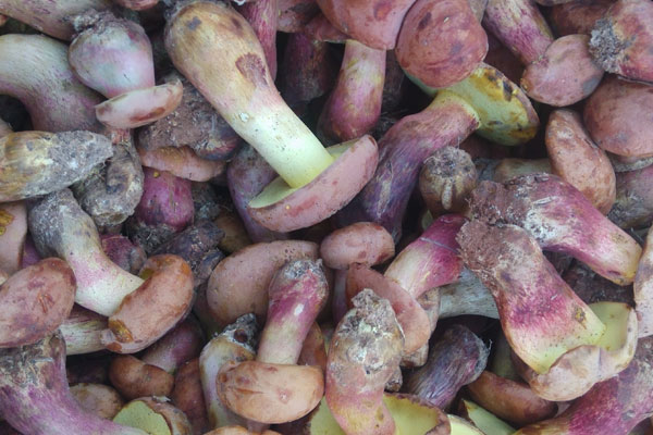 新鮮牛肝菌的保存方法