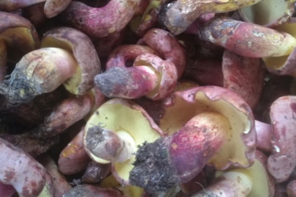 產(chǎn)婦吃牛肝菌有哪些好處