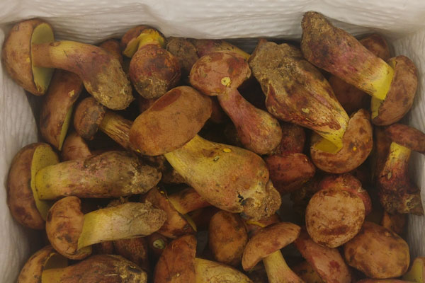 產(chǎn)婦吃什么下奶最快