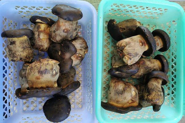 吃了苦的牛肝菌后怎么辦 吃了苦的牛肝菌后怎么辦