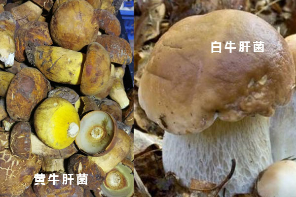 白牛肝菌和黃牛肝菌哪個更好吃，黃牛肝菌和白牛肝菌的區(qū)別