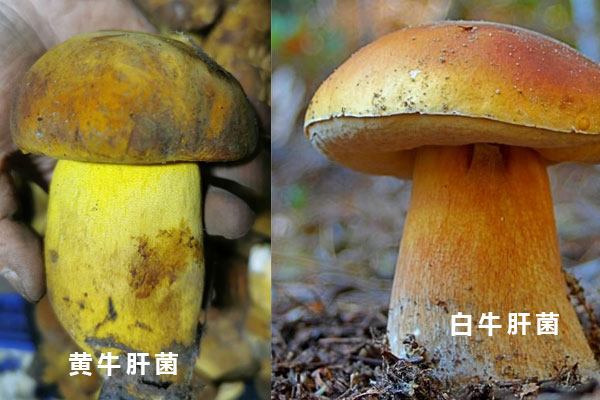白牛肝菌和黃牛肝菌有哪些區(qū)別