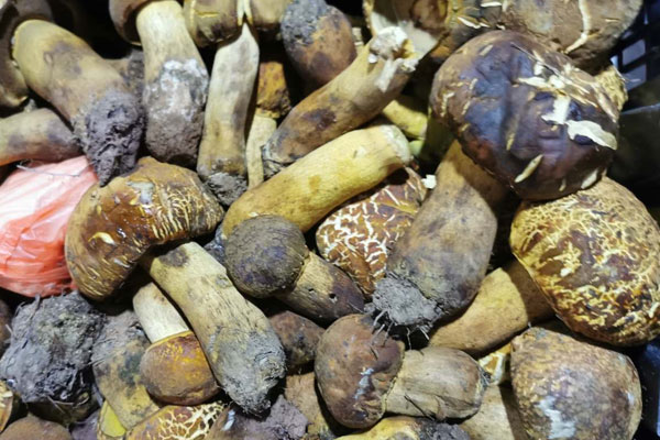 小孩子可以吃牛肝菌嗎，兒童吃牛肝菌有哪些好處呢