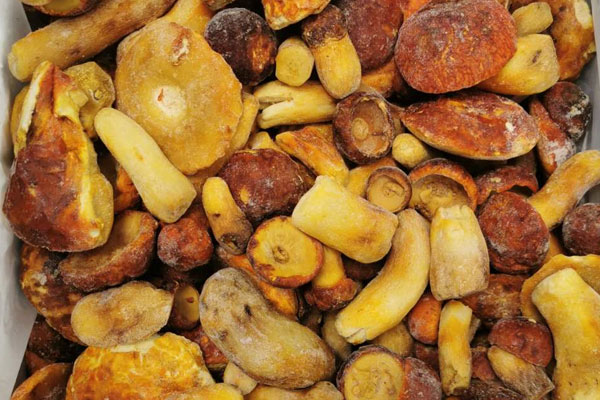 剛懷孕可以吃牛肝菌嗎，吃新鮮的牛肝菌好還是干的好